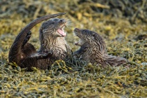 Two cubs play fight, Otters in Shetland