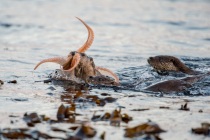 Mum coming in with an octopus, Otters in Shetland