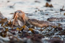 Mum coming in with an octopus, Otters in Shetland