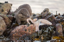 Cub eating an octopus, Shetland otter