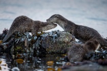 Mum and cub, Otters in Shetland