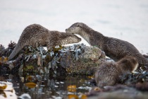 Mum and cub, Otters in Shetland