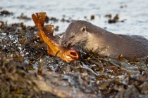 Otter (Lutra lutra) Shetland Isles.