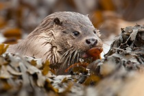 Otter and the butterfish, Shetland otters