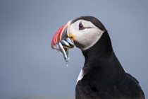 Shetland Puffin with sandeels