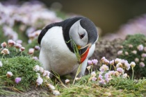 Shetland Puffin collecting grass for the nest