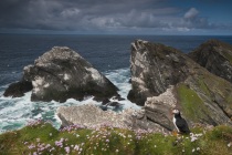 Shetland Puffin in the landscape