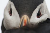 Shetland Puffin