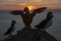 Shetland Puffins at sunset
