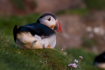 Shetland Puffin amongst sea thrift