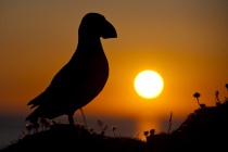 Shetland Puffin at sunset