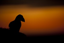 Shetland Puffin last of the light