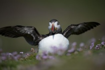 Shetland Puffin wing stretch