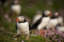 Shetland Puffins amongst sea thrift