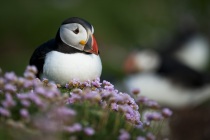 Shetland Puffin sat in sea thrift