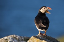 Shetland Puffin