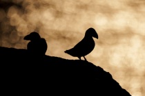 Shetland Puffin