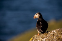 Shetland Puffin