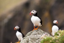 Shetland Puffins