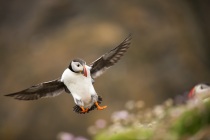 Shetland Puffin coming into land