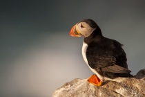 Shetland Puffin