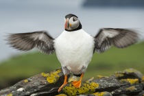 Shetland Puffin wing stretch