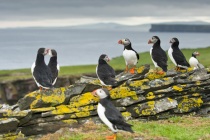 Shetland Puffins