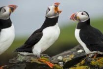 Shetland Puffins