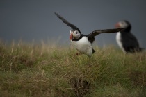 Shetland Puffin