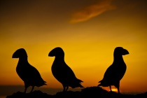 Silhouetted Shetland Puffins