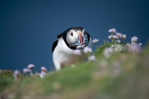 Shetland Puffin bringing in fish