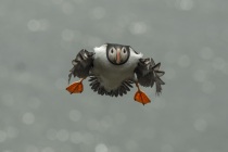 Shetland Puffin coming in