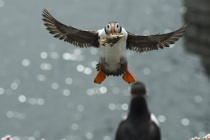 Shetland Puffin landing