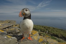 Shetland Puffin