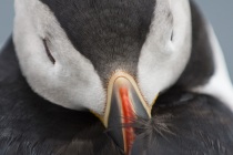 Shetland Puffin sleeping