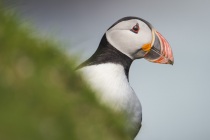 Shetland Puffin