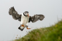 Shetland Puffin landing