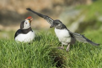 Shetland Puffin & chick known as puffling