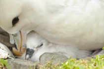 Fulmars, Shetland Isles