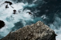 Nesting gannets (Morus bassanus) and swirling seas