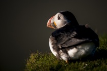 Shetland Puffin