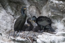 Shag, Shetland