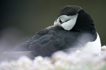 Shetland puffin