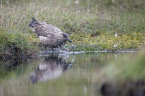 Great skua, bonxie, Shetland Islands