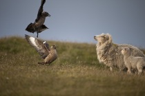 Great skua, bonxie, Shetland Islands