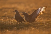 Great skua, bonxie, Shetland Islands