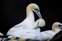 Shetland Gannets