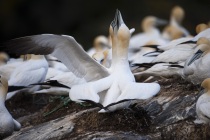 Gannets Hermaness Shetland.