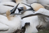 Shetland Gannets