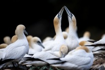 Shetland Gannets